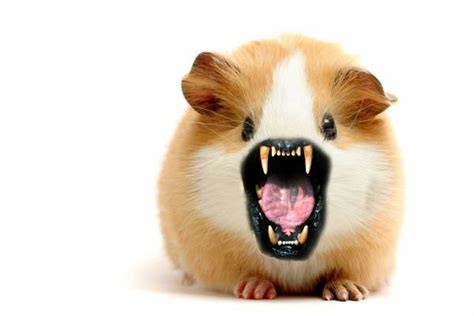 Evil Hamster Picture Ebaums World
