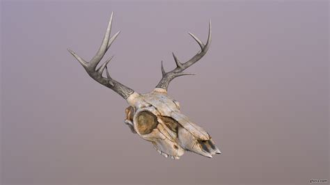 Deer Skull Gfxtra