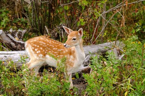 Spotted Whitetail Fawn In Forest Stock Photo Image Of Wildlife Bambi