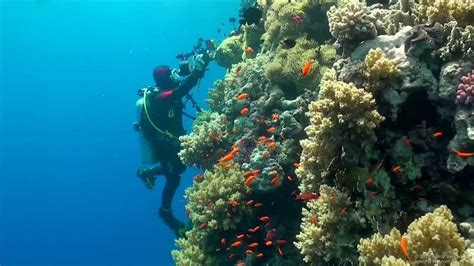 Scuba Diving Egypt Red Sea Underwater Video Hd Youtube