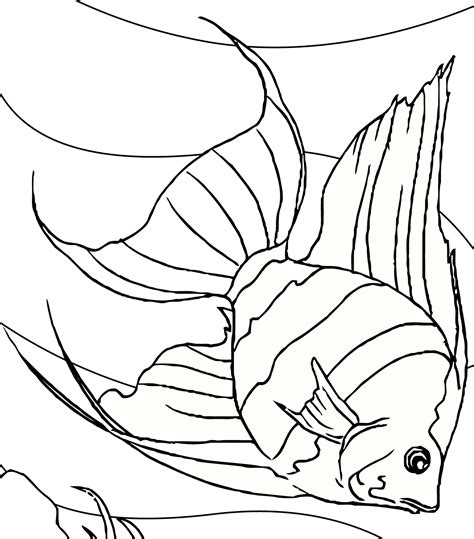 Gambar Mewarnai Hitam Putih Ikan Hias Air Tawar Untuk Anak SD TK PAUD