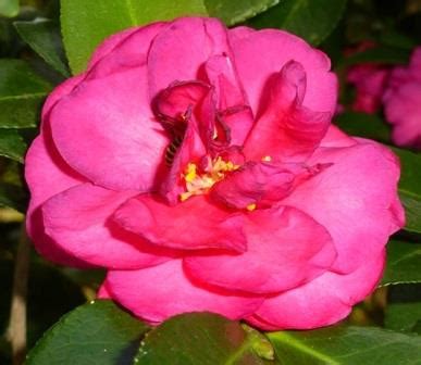 Produces medium size fiery red single petal blooms with yellow stamen center. Dazzler Sasanqua Camellia - Shrubs & Trees - All - Almost Eden