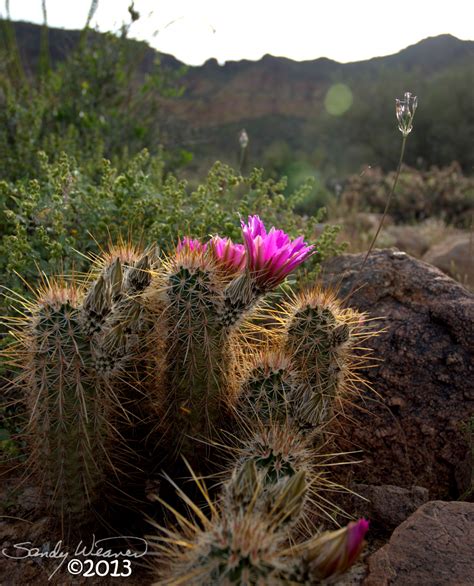 Quiltincats Bloomin Desert Apache Junction Az