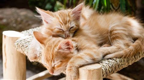 How Many Kittens Can A Cat Have?