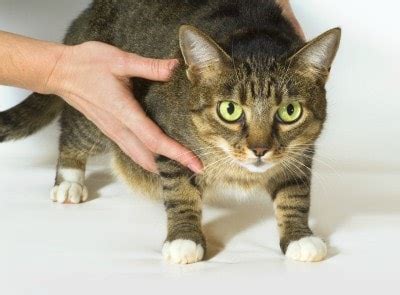 If the lymphoma is in the gastrointestinal tract (gi lymphoma) then feline lymphoma symptoms can. Lymphoma in Cats - The Conscious Cat