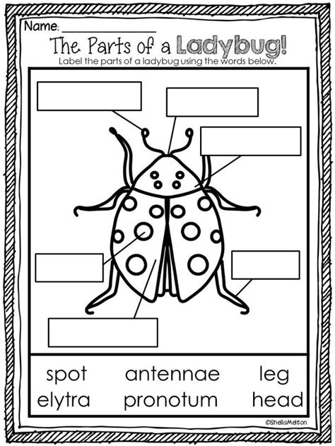 ladybug life cycle printables activities picture sorts science notebook ladybug life cycle