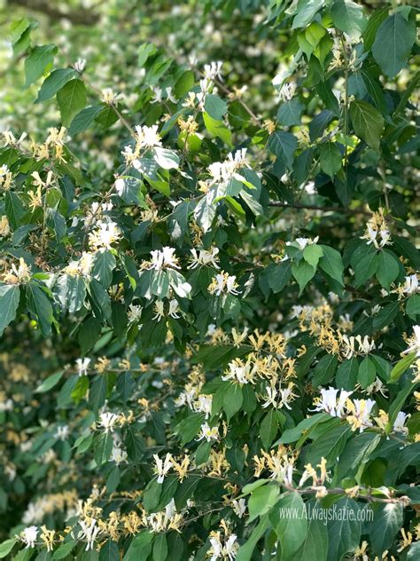 Usda hardiness zones 7 to 11 Always, Katie: Honeysuckle and the Wellspring of Life