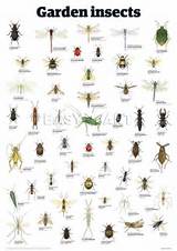 Photos of Indoor Garden Pest Identification