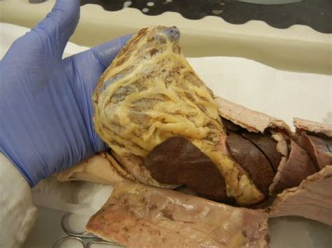 Try this amazing levels of cat muscle quiz quiz which has been attempted 1952 times by avid quiz takers. Cat Dissection