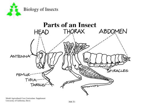 Ppt Parts Of An Insect Powerpoint Presentation Id1450119