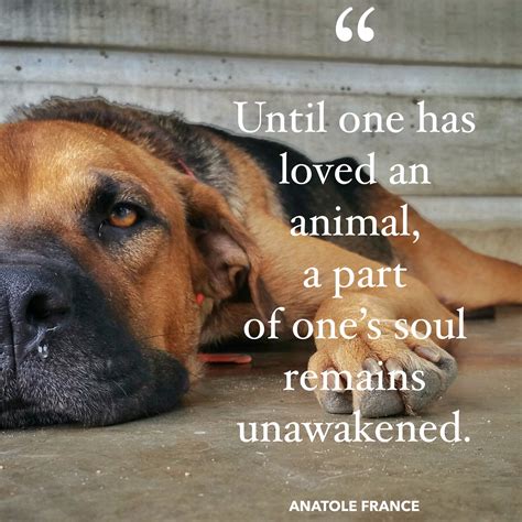 10 Incredibly Heartwarming Quotes For Dog Lovers - How Great Thou Part