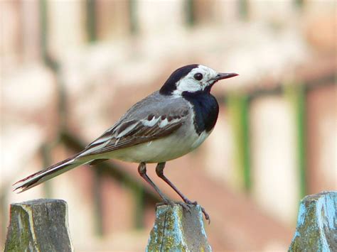 Wagtail Migratory Insectivorous Long Tailed Britannica
