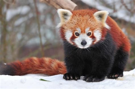 See It Kung Fu Fighting Red Pandas Ny Daily News