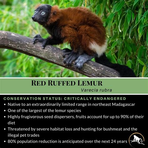 Red Ruffed Lemur Varecia Rubra New England Primate Conservancy