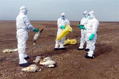 There are several strains of the bird flu of varying contagiousness that lead to sporadic outbreaks and usually affect poultry workers. Maharashtra: Bird Flu In Parbhani; Reports Awaited For ...