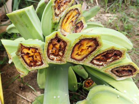 Mengenal Penyakit Darah Pada Pisang Ini Penanggulangannya Agrozine