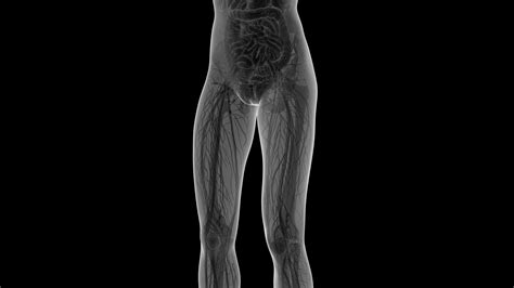 Science Anatomy Of Human Body In X Ray With All Organs In White Alpha