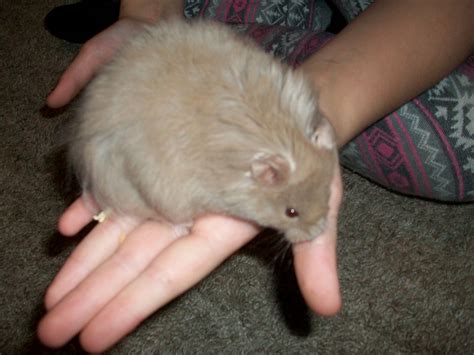 I have a long haired syrian. long haired syrian hamster | Aldershot, Hampshire | Pets4Homes