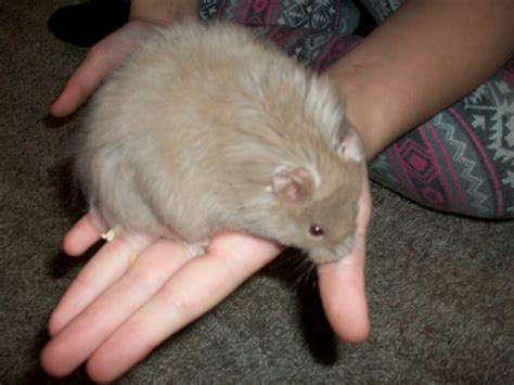 Shorthaired, longhaired, satin and rex. long haired syrian hamster | Aldershot, Hampshire | Pets4Homes