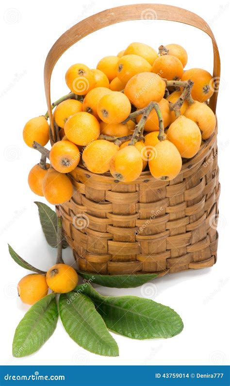 Loquat Fruits On Branch And In Basket Stock Photo Image Of Ripe