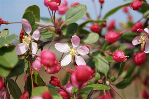 Malus Floribunda Japanse Wilde Appel Sierappel Den Mulder Boomteelt