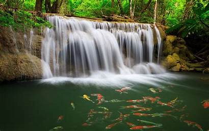 Tropical Waterfall Forest Colorful Nature Water Fish