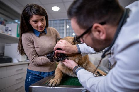 Veterinarian Examining German Shepherd Dog Stock Photo Download Image