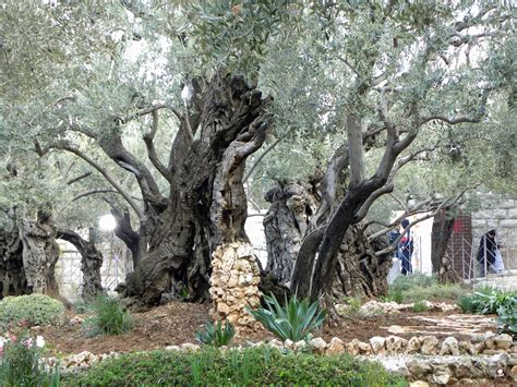 Can You Score 100 On The Word Search Game The Garden Of Gethsemane