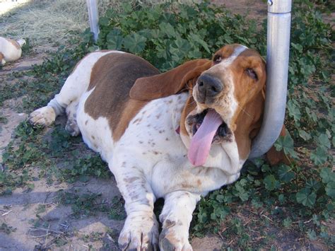 What The Hell Funny Basset Hound Yawn Bassett Hound I Love Dogs