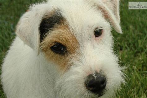2 months parson russell puppy at new home. Scout: Parson Russell Terrier puppy for sale near Inland ...