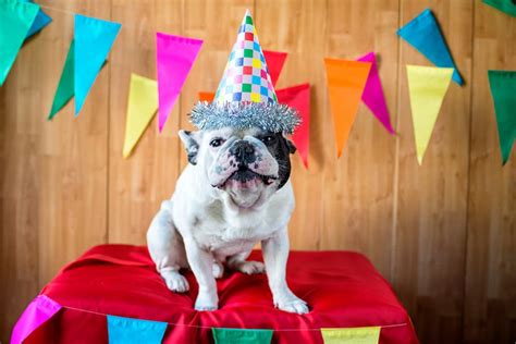 50 Dog Birthday Puns To Make You Smile Great Pet Living