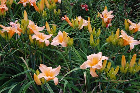 Lilies Orange Flowers Wallpapers Hd Desktop And Mobile Backgrounds