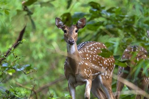 Cheetal Or Chital Deer Also Known As Spotted Deer In Lush Forest