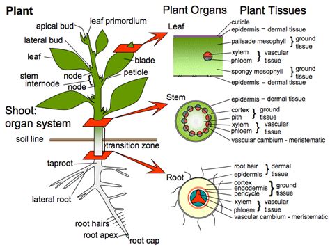 Maybe you would like to learn more about one of these? plant anatomy | Biology plants, Tissue biology, Plant and ...