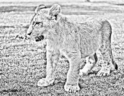 Wildlife Reference Photo Line Art Lion Line Art Art Photo