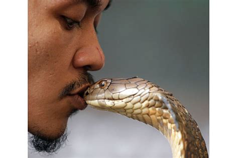 King Cobra Eating Human