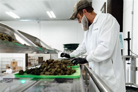 Flow Kana Opens Worlds Largest Cannabis Processing Center In