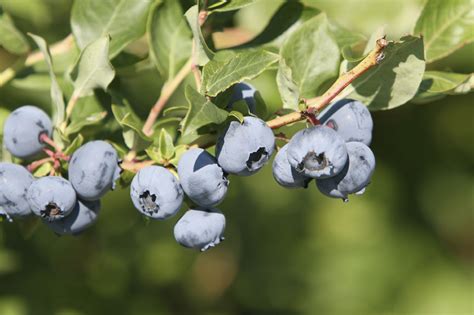 Grow Blueberries