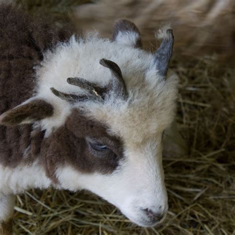 #hallcreekjacobs #jacobsheep 4 horn ewes. Horns | Jacob sheep, Sheep breeds, Animals with horns