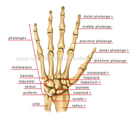 Anterior View Of Hand Bones Hand Bone Skeletal System Human Anatomy