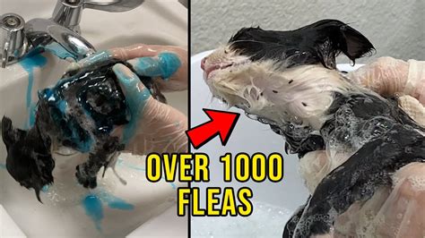 Removing 1000 Fleas Off A Cat Youtube