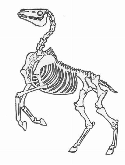 Skeletons Skeleton Horse Drawing Animal Drawings Horses