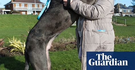 Freddy Britains Biggest Dog In Pictures Life And Style The Guardian