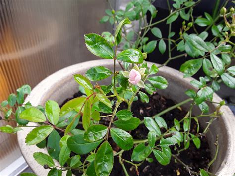 Can You Help Me Identify These Roses — Bbc Gardeners