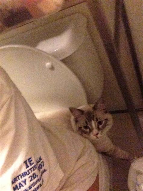 The 37 Absolute Greatest Photos Of Cats In The Bathroom Cats Great