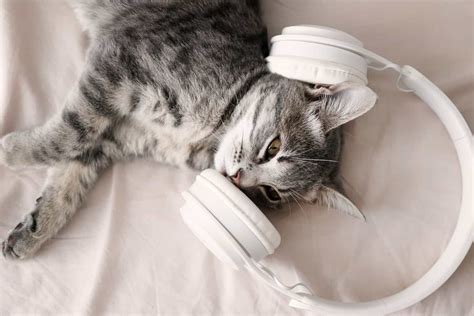 Do Cats Like Music Answered