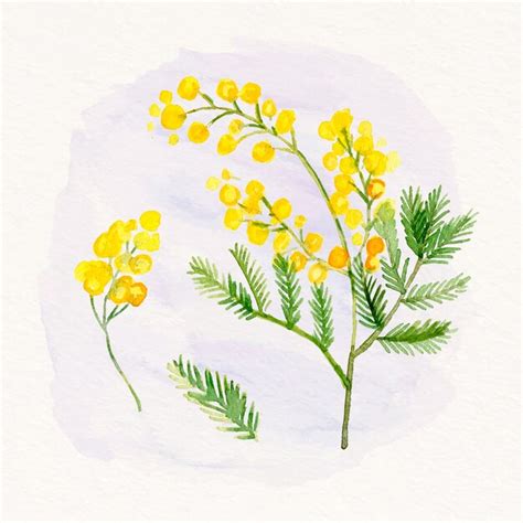 Premium Vector Watercolor Mimosa Illustration