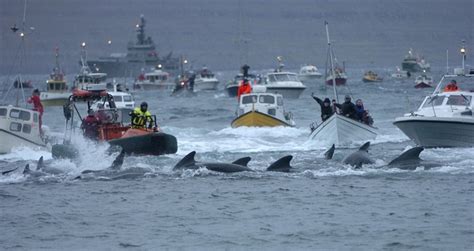 Mass Whale Hunting In Faroe Islands Leave Sea Blood Red Amusing Planet