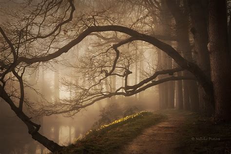 Capturing The Hauntingly Beautiful Atmosphere Of The Dutch Woodlands