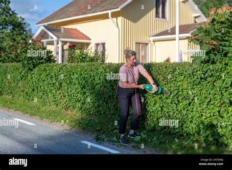 Woman Pruning Hedge Stock Photo Alamy